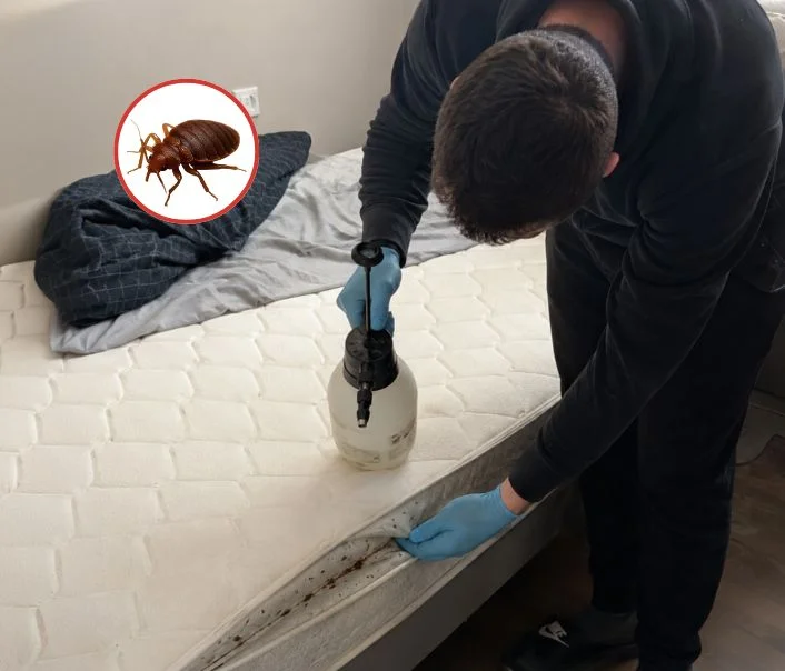 Technicien traitant un matelas contre les punaises de lit à Mennecy